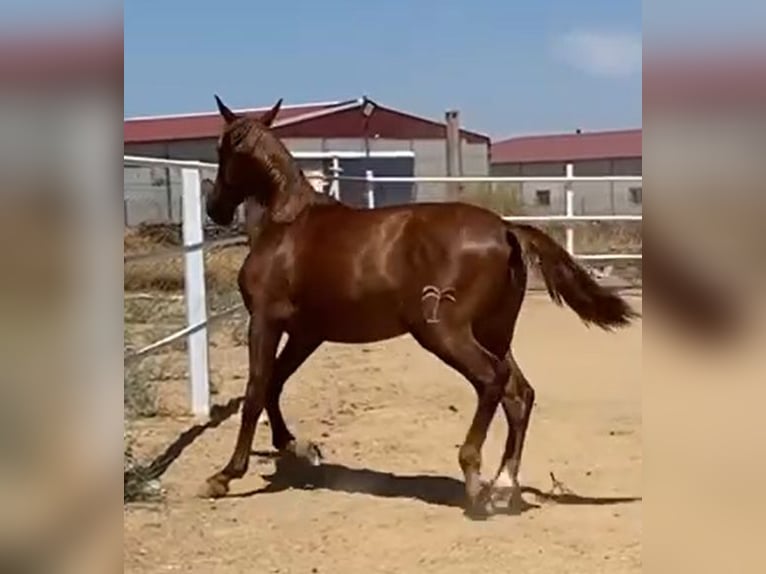 PRE Gelding 2 years 15,2 hh Chestnut-Red in Navalvillar De Pela