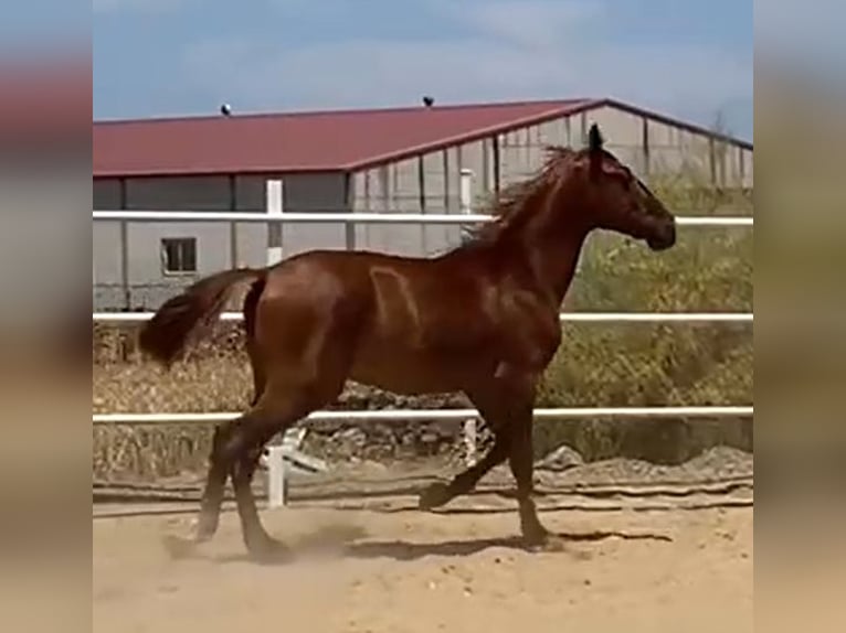 PRE Gelding 2 years 15,2 hh Chestnut-Red in Navalvillar De Pela
