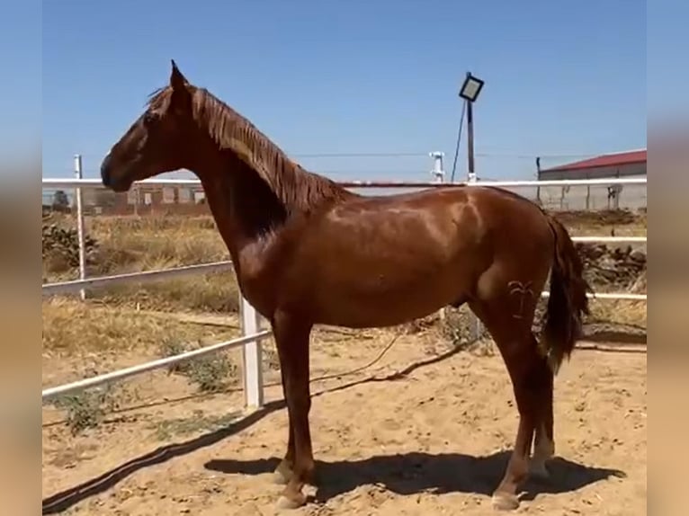 PRE Gelding 2 years 15,2 hh Chestnut-Red in Navalvillar De Pela