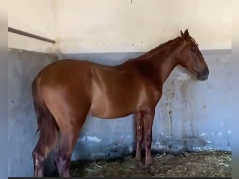 PRE Gelding 2 years 15,2 hh Chestnut-Red in Navalvillar De Pela
