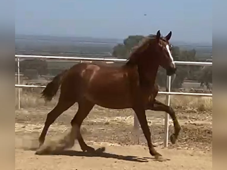 PRE Gelding 2 years 15,2 hh Chestnut-Red in Navalvillar De Pela