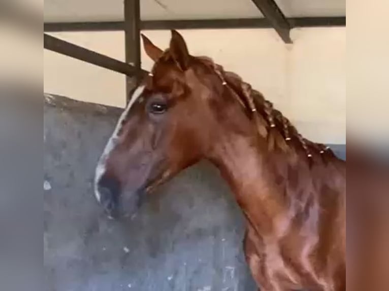 PRE Gelding 2 years 15,2 hh Chestnut-Red in Navalvillar De Pela