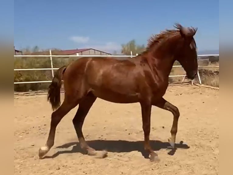 PRE Gelding 2 years 15,2 hh Chestnut-Red in Navalvillar De Pela