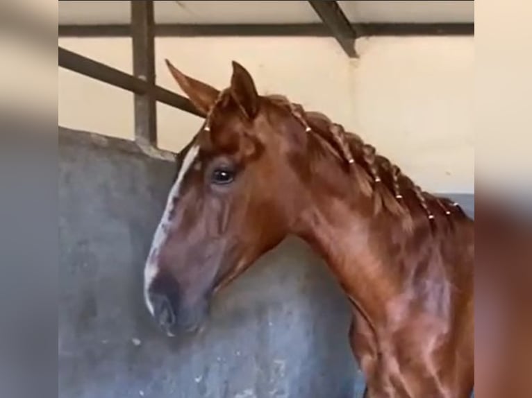PRE Gelding 2 years 15,2 hh Chestnut-Red in Navalvillar De Pela