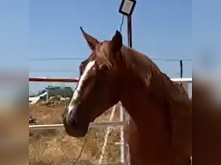 PRE Gelding 2 years 15,2 hh Chestnut-Red in Navalvillar De Pela