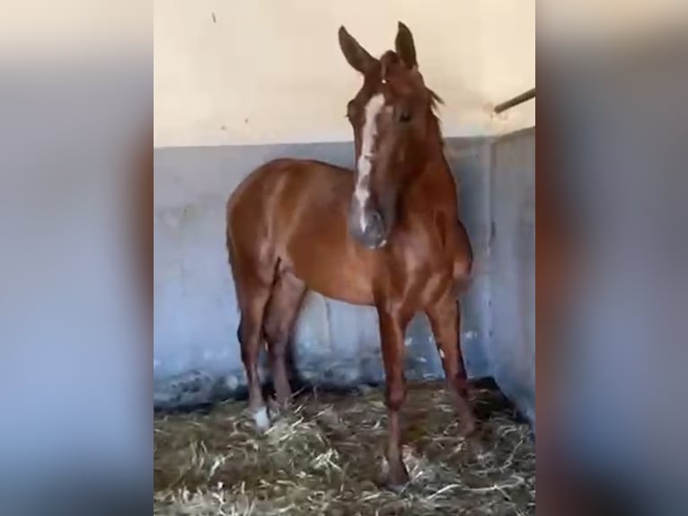 PRE Gelding 2 years 15,2 hh Chestnut-Red in Navalvillar De Pela