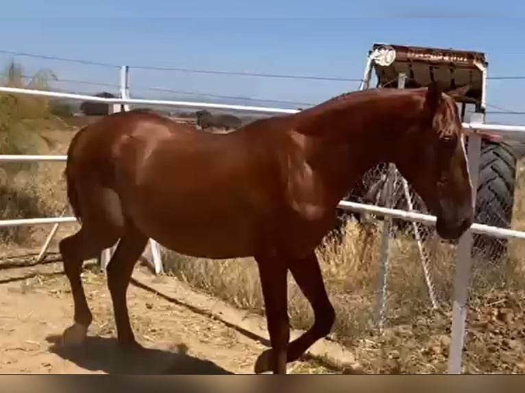 PRE Gelding 2 years 15,2 hh Chestnut-Red in Navalvillar De Pela