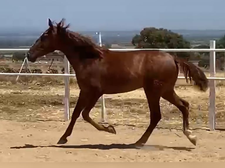 PRE Gelding 2 years 15,2 hh Chestnut-Red in Navalvillar De Pela