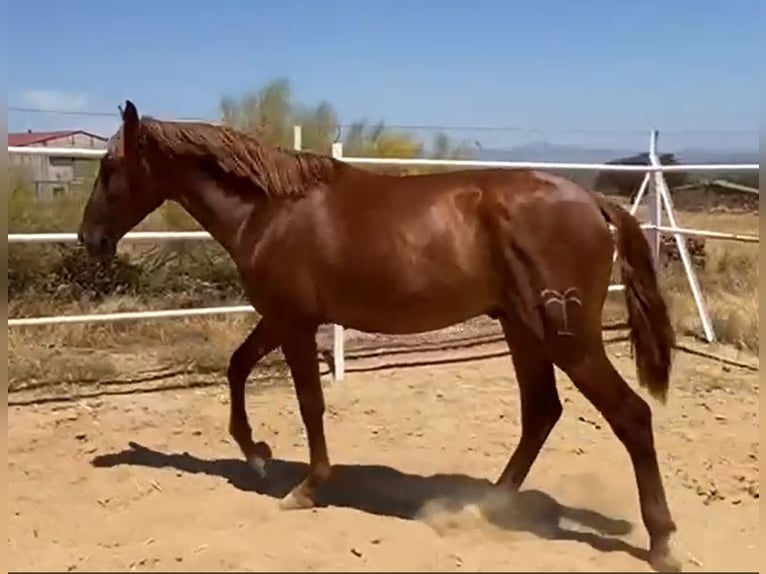 PRE Gelding 2 years 15,2 hh Chestnut-Red in Navalvillar De Pela