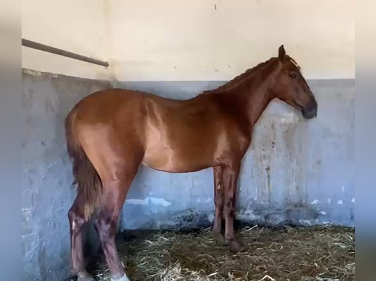 PRE Gelding 2 years 15,2 hh Chestnut-Red in Navalvillar De Pela