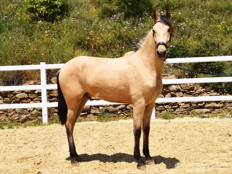 PRE Mix Gelding 2 years 15,2 hh Dun in Provinz Malaga