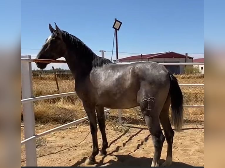 PRE Gelding 2 years 15,2 hh Grey in Navalvillar De Pela
