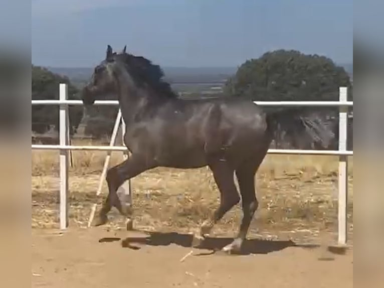 PRE Gelding 2 years 15,2 hh Grey in Navalvillar De Pela