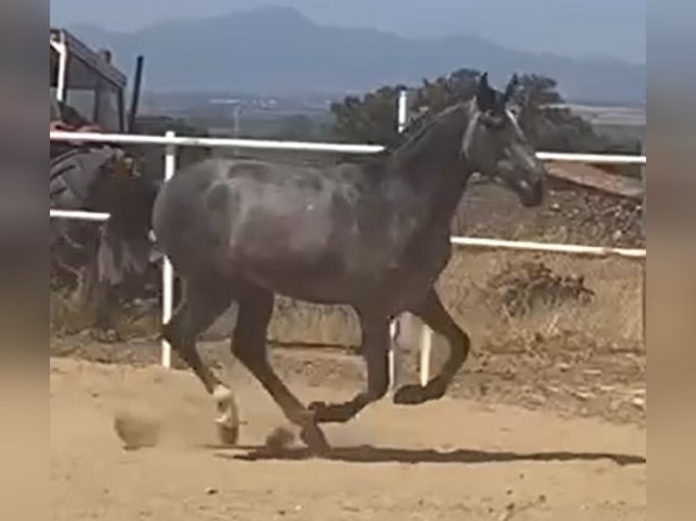 PRE Gelding 2 years 15,2 hh Grey in Navalvillar De Pela