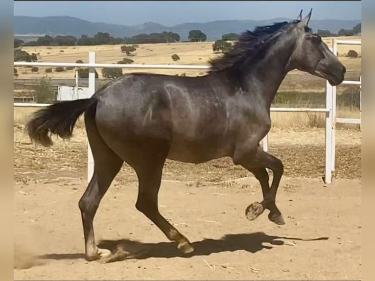 PRE Gelding 2 years 15,2 hh Grey in Navalvillar De Pela