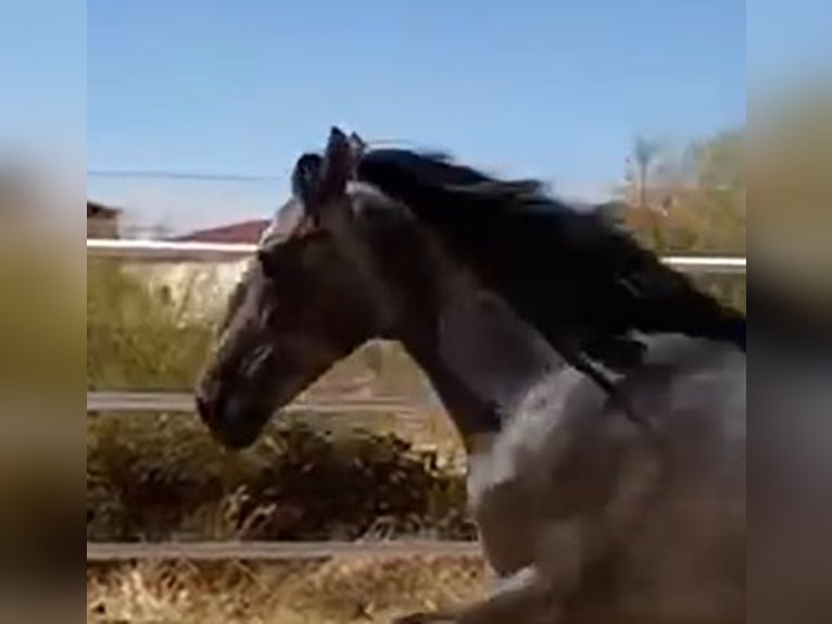 PRE Gelding 2 years 15,2 hh Grey in Navalvillar De Pela