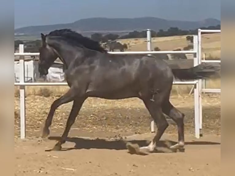 PRE Gelding 2 years 15,2 hh Grey in Navalvillar De Pela