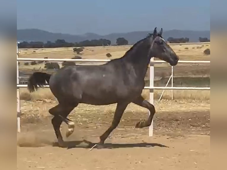 PRE Gelding 2 years 15,2 hh Grey in Navalvillar De Pela