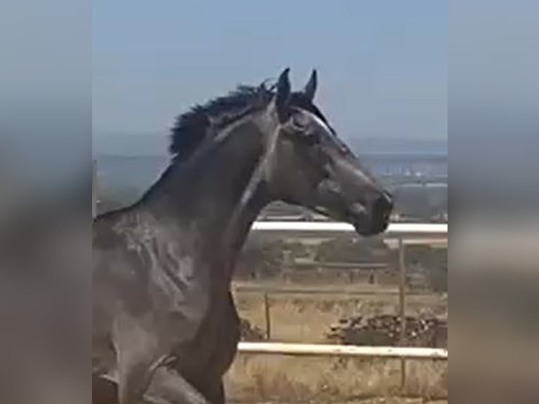 PRE Gelding 2 years 15,2 hh Grey in Navalvillar De Pela