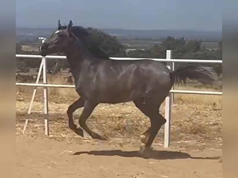 PRE Gelding 2 years 15,2 hh Grey in Navalvillar De Pela