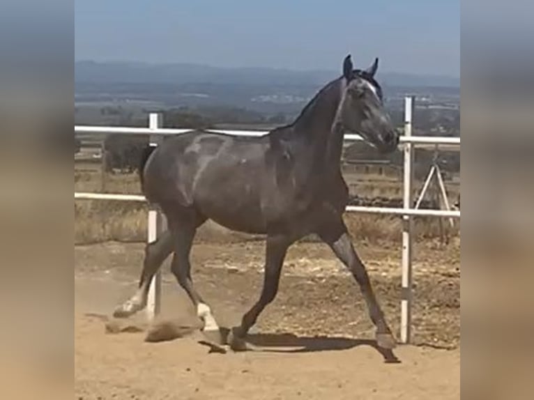 PRE Gelding 2 years 15,2 hh Grey in Navalvillar De Pela