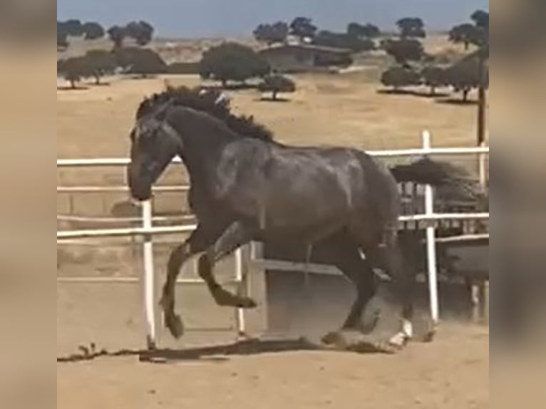 PRE Gelding 2 years 15,2 hh Grey in Navalvillar De Pela