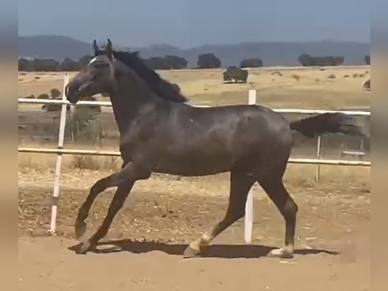 PRE Gelding 2 years 15,2 hh Grey in Navalvillar De Pela