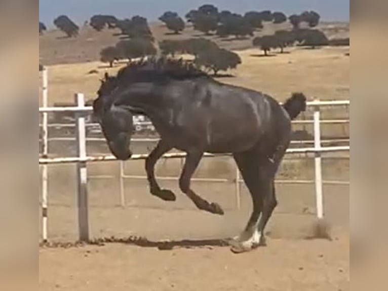 PRE Gelding 2 years 15,2 hh Grey in Navalvillar De Pela
