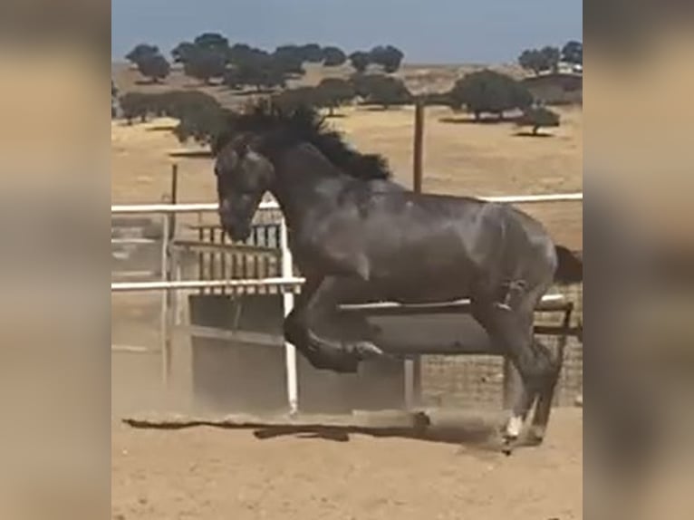 PRE Gelding 2 years 15,2 hh Grey in Navalvillar De Pela