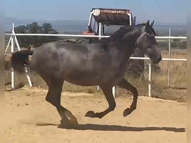PRE Gelding 2 years 15,2 hh Grey in Navalvillar De Pela