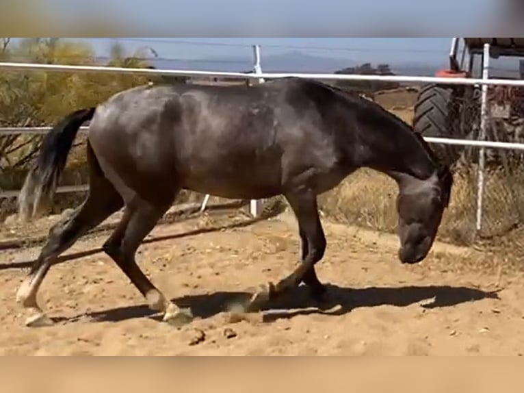PRE Gelding 2 years 15,2 hh Grey in Navalvillar De Pela