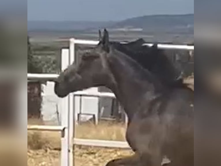PRE Gelding 2 years 15,2 hh Grey in Navalvillar De Pela