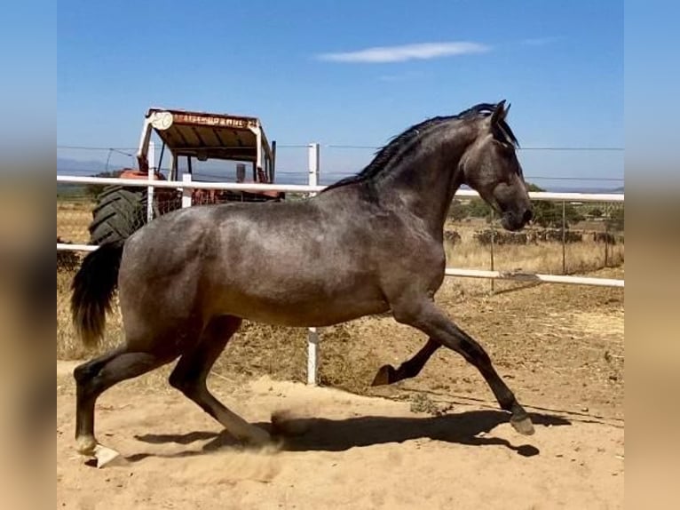 PRE Gelding 2 years 15,2 hh Grey in Navalvillar De Pela