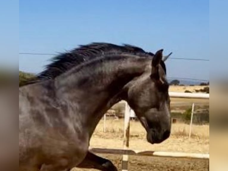 PRE Gelding 2 years 15,2 hh Grey in Navalvillar De Pela