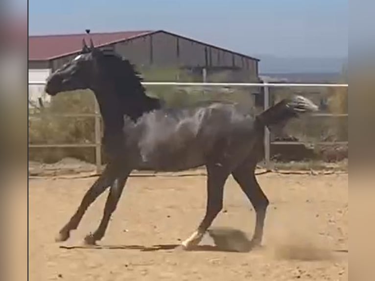 PRE Gelding 2 years 15,2 hh Grey in Navalvillar De Pela