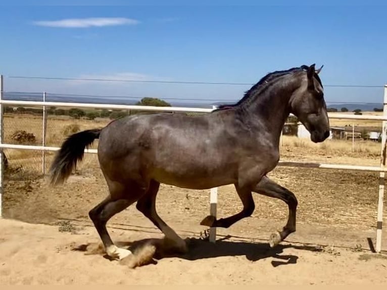 PRE Gelding 2 years 15,2 hh Grey in Navalvillar De Pela