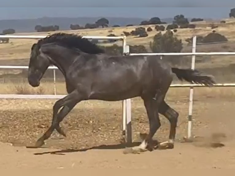 PRE Gelding 2 years 15,2 hh Grey in Navalvillar De Pela