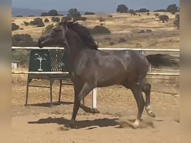 PRE Gelding 2 years 15,2 hh Grey in Navalvillar De Pela