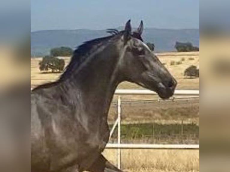 PRE Gelding 2 years 15,2 hh Grey in Navalvillar De Pela