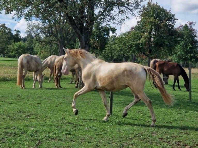 PRE Gelding 2 years 15,2 hh Perlino in Balingen