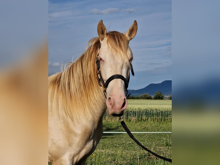 PRE Gelding 2 years 15,2 hh Perlino in Balingen