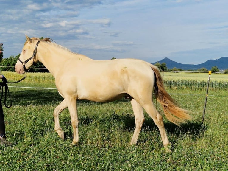 PRE Gelding 2 years 15,2 hh Perlino in Balingen