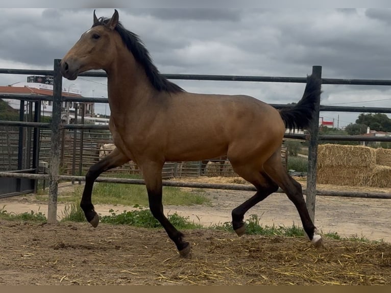 PRE Mix Gelding 2 years 15,3 hh Dun in Santa Marta PRE Mix Gelding 2 years 15,3 hh Dun in Santa Marta