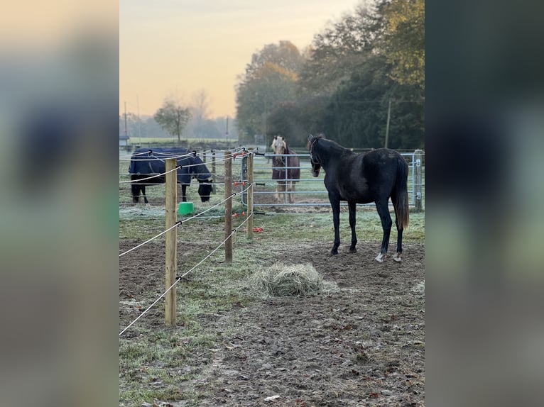 PRE Mix Gelding 2 years 16,1 hh Gray in WarendorfWarendorf