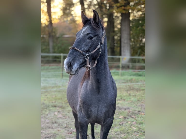 PRE Mix Gelding 2 years 16,1 hh Gray in WarendorfWarendorf