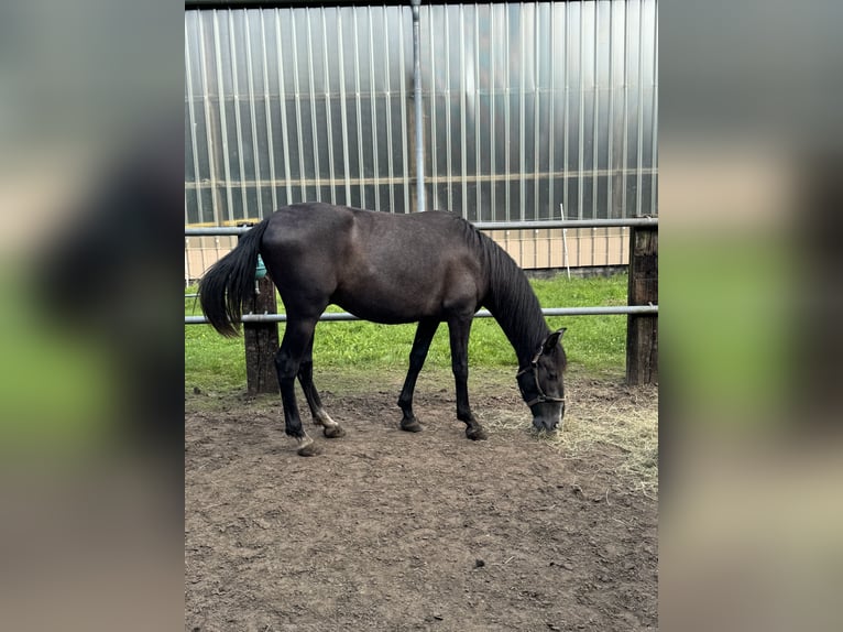 PRE Mix Gelding 2 years 16,1 hh Gray in WarendorfWarendorf