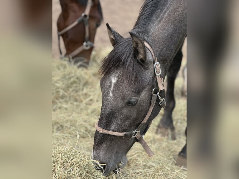 PRE Mix Gelding 2 years 16,1 hh Gray in WarendorfWarendorf