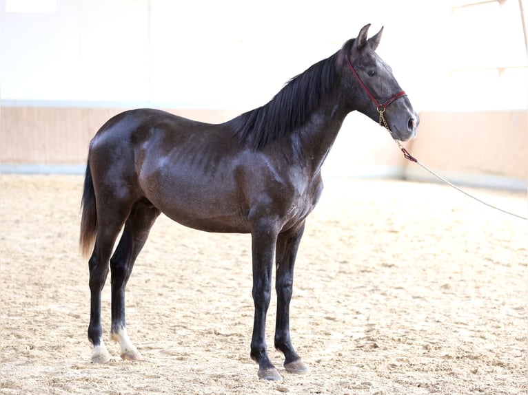 PRE Mix Gelding 2 years 16,1 hh Gray in WarendorfWarendorf