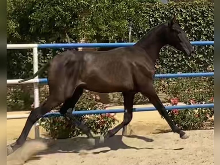 PRE Gelding 2 years 16 hh Black in Fuentes De Andalucia