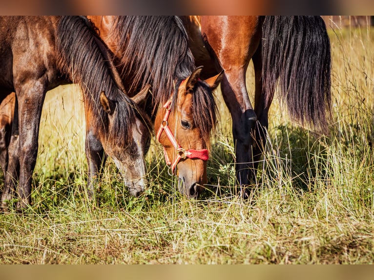 PRE Mix Gelding 2 years 16 hh Brown in Aldingen